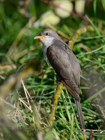 Coccyzus americanus  YELLOW-BILLED CUCKOO 1300082