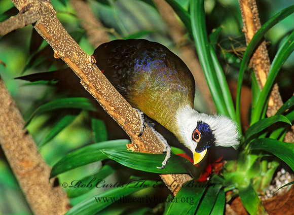 Tauraco leucolophus  WHITE-CRESTED TURACO 161106