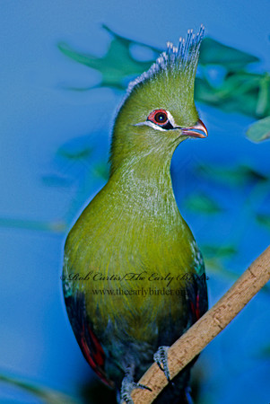 Tauraco corythaix  KNYSHA TURACO 84004