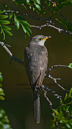 Coccyzus americanus  YELLOW-BILLED CUCKOO 1300096