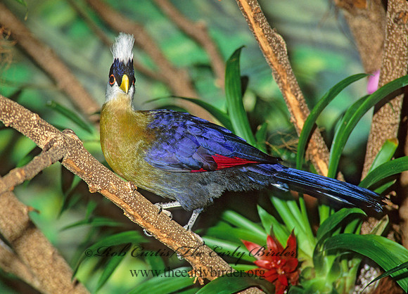 Tauraco leucolophus  WHITE-CRESTED TURACO 161108