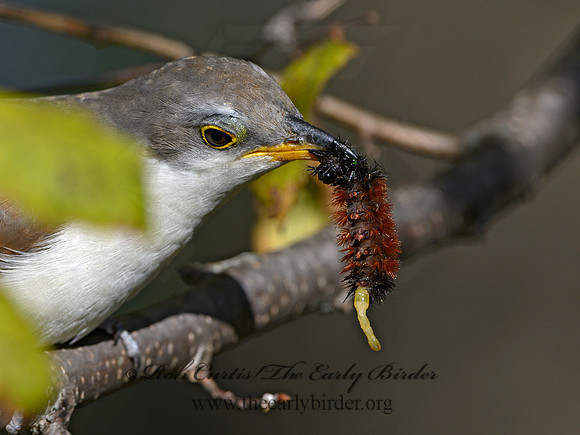Coccyzus americanus  YELLOW-BILLED CUCKOO 1300102