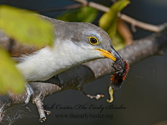Coccyzus americanus  YELLOW-BILLED CUCKOO 1300108