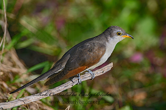 Coccyzus americanus  YELLOW-BILLED CUCKOO 1300090