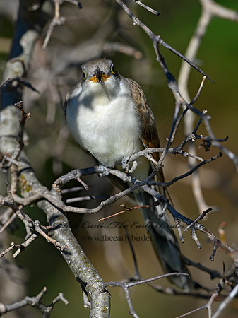 Coccyzus americanus  YELLOW-BILLED CUCKOO 1300112