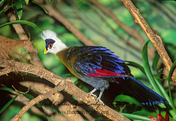 Tauraco leucolophus  WHITE-CRESTED TURACO 161111