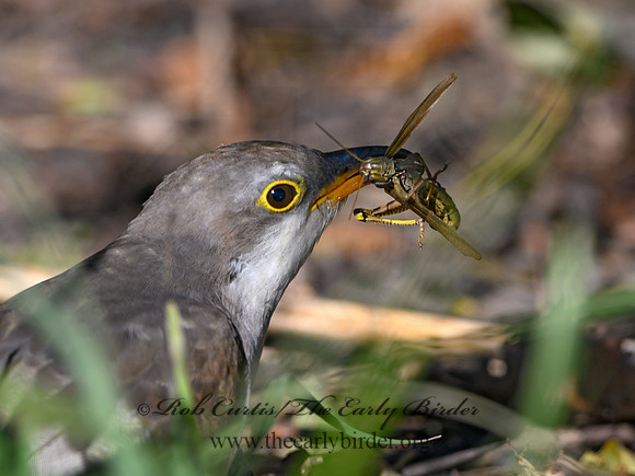 Coccyzus americanus  YELLOW-BILLED CUCKOO 1300120
