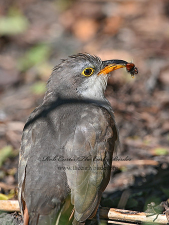Coccyzus americanus  YELLOW-BILLED CUCKOO 1300126