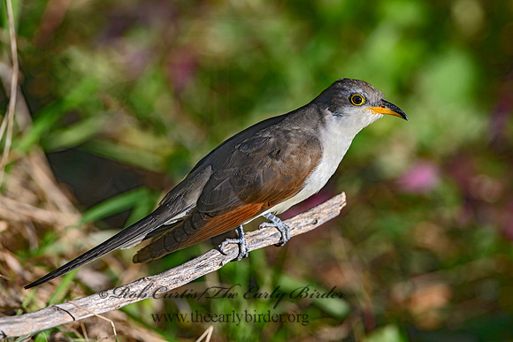 Coccyzus americanus  YELLOW-BILLED CUCKOO 1300091