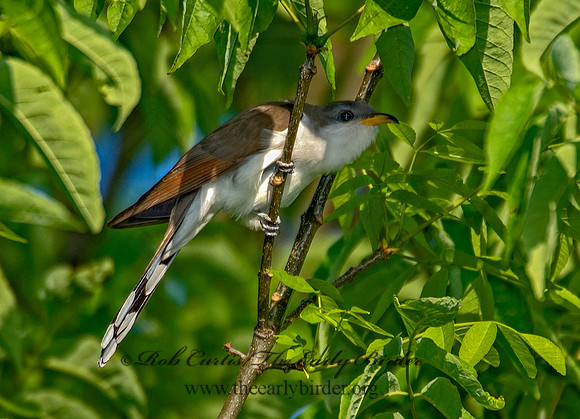 Coccyzus americanus  YELLOW-BILLED CUCKOO 6006675