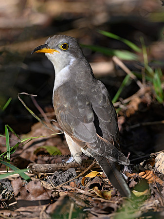 Coccyzus americanus  YELLOW-BILLED CUCKOO 1300133