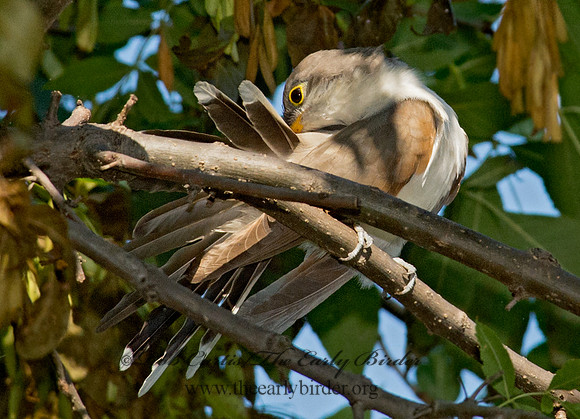 Coccyzus americanus  YELLOW-BILLED CUCKOO 9014109