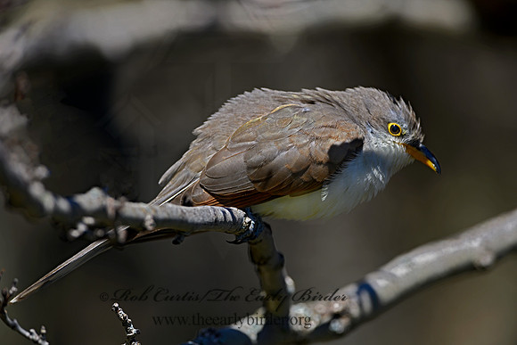 Coccyzus americanus  YELLOW-BILLED CUCKOO 1300135