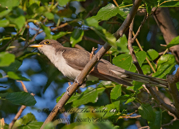 Coccyzus americanus  YELLOW-BILLED CUCKOO 9014248