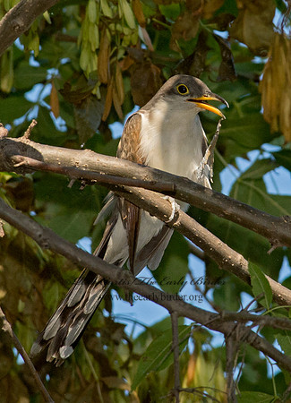 Coccyzus americanus  YELLOW-BILLED CUCKOO 9014110