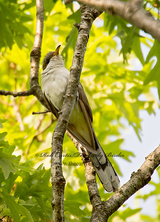 Coccyzus americanus  YELLOW-BILLED CUCKOO 9022796