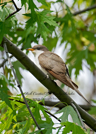 Coccyzus americanus  YELLOW-BILLED CUCKOO 9022969