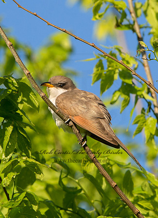 Coccyzus americanus  YELLOW-BILLED CUCKOO 9046500