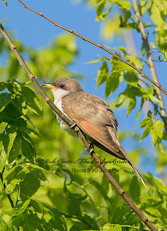 Coccyzus americanus  YELLOW-BILLED CUCKOO 9046504