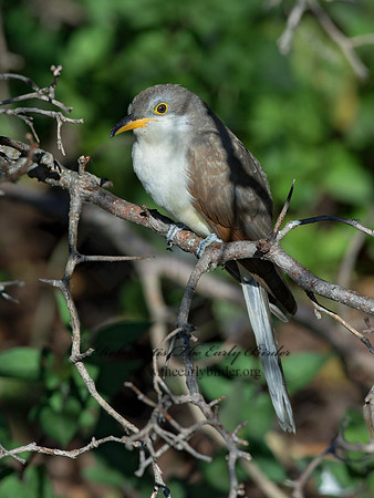 Coccyzus americanus  YELLOW-BILLED CUCKOO 9062383