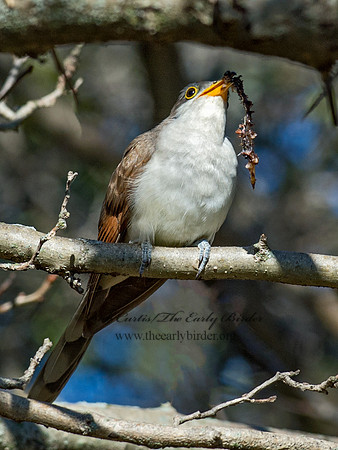 Coccyzus americanus  YELLOW-BILLED CUCKOO 9062394