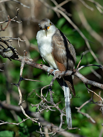 Coccyzus americanus  YELLOW-BILLED CUCKOO 9062389