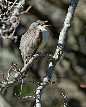 Coccyzus americanus  YELLOW-BILLED CUCKOO 9062400