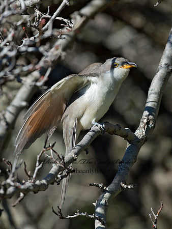 Coccyzus americanus  YELLOW-BILLED CUCKOO 9062407