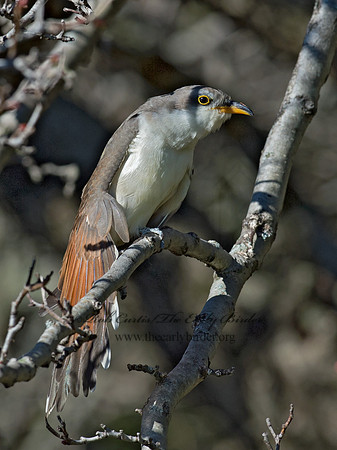Coccyzus americanus  YELLOW-BILLED CUCKOO 9062409