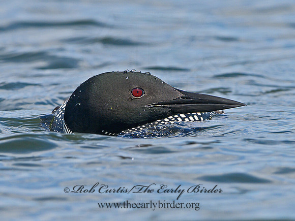 Gavia immer  COMMON LOON 1301296