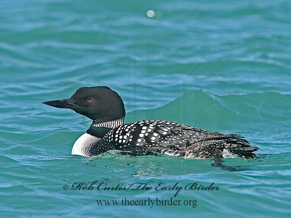 Gavia immer  COMMON LOON 1301535
