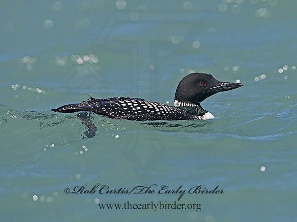 Gavia immer  COMMON LOON 1301524