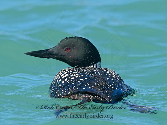 Gavia immer  COMMON LOON 1301550