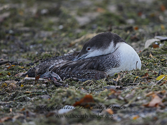 Gavia immer  COMMON LOON 1308220