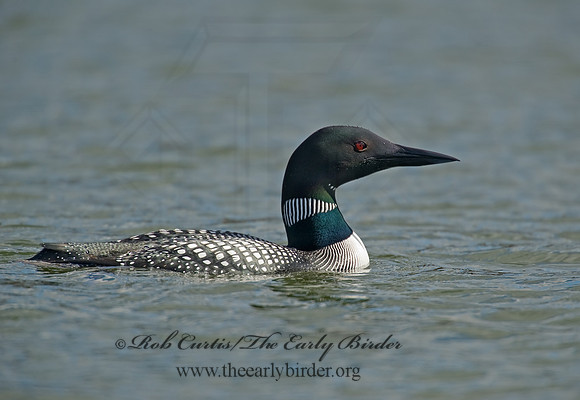 Gavia immer  COMMON LOON 8001394