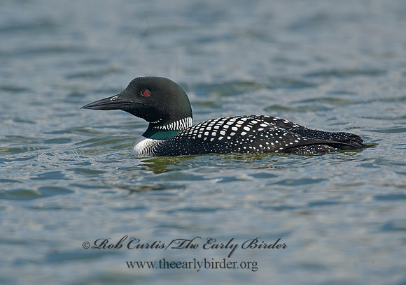 Gavia immer  COMMON LOON 8001481