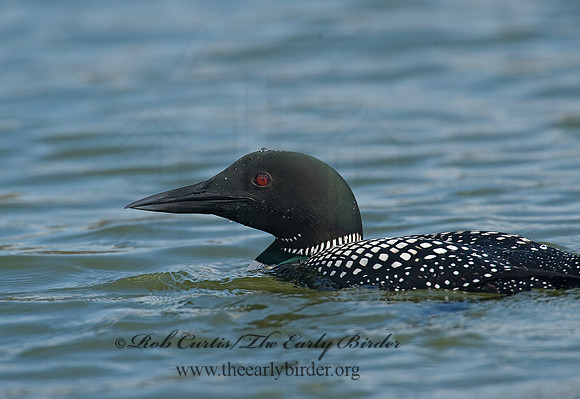 Gavia immer  COMMON LOON 8001488