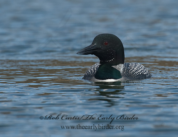 Gavia immer  COMMON LOON 8001508