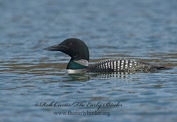 Gavia immer  COMMON LOON 8001510