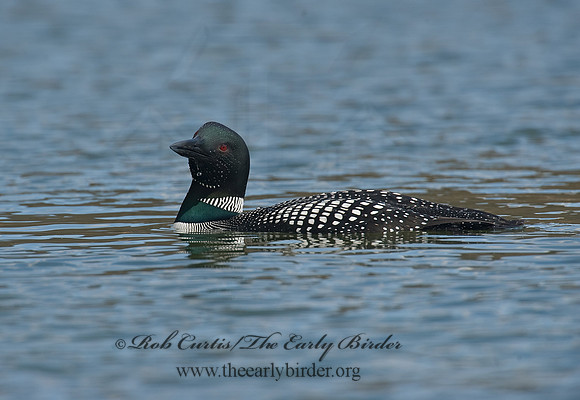 Gavia immer  COMMON LOON 8001511