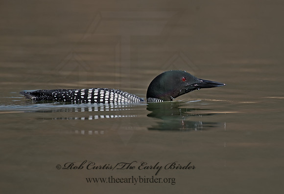 Gavia immer  COMMON LOON 8001531