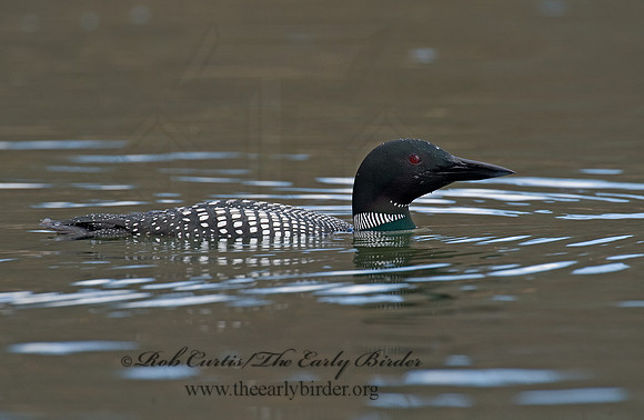 Gavia immer  COMMON LOON 8001517
