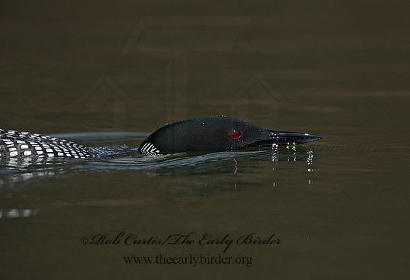 Gavia immer  COMMON LOON 8001533