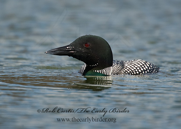 Gavia immer  COMMON LOON 8001536