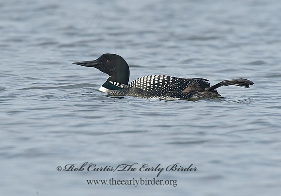 Gavia immer  COMMON LOON 8001616