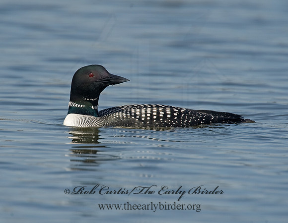 Gavia immer  COMMON LOON 8001632
