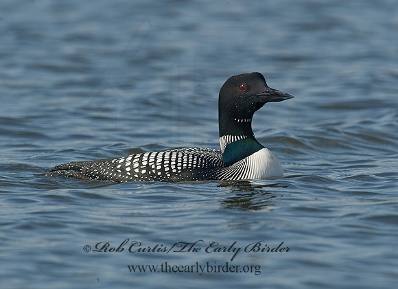 Gavia immer  COMMON LOON 8001609