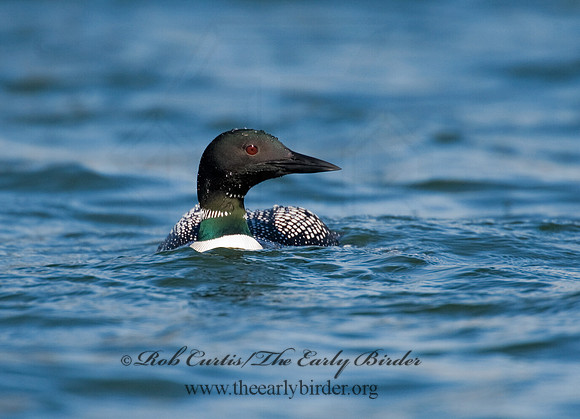 Gavia immer  COMMON LOON 8011745