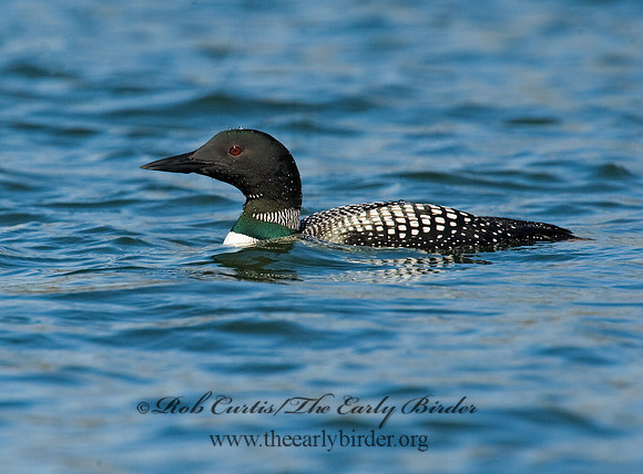 Gavia immer  COMMON LOON 8011765
