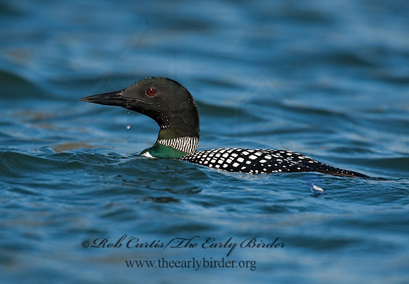 Gavia immer  COMMON LOON 8011756